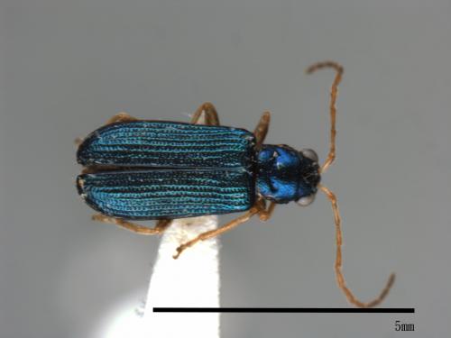 <已分類>Family：Chrysomelidae[金花蟲科][00084033]