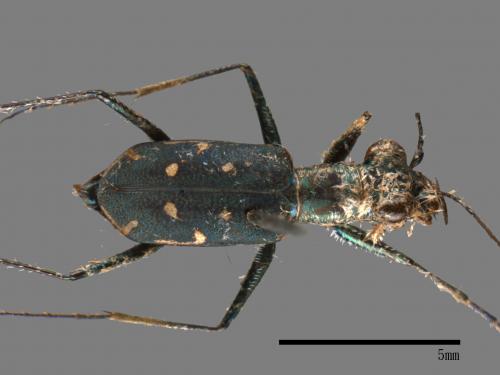 Cylindera kaleea[00054185]