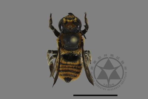 Megachile rufovittata[紅圈切葉蜂][00119513]