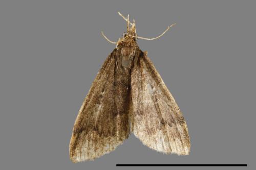 <已分類>Family：Crambidae[草螟科][00065370]