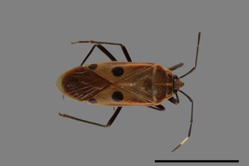 Physopelta quadriguttata[00040953]