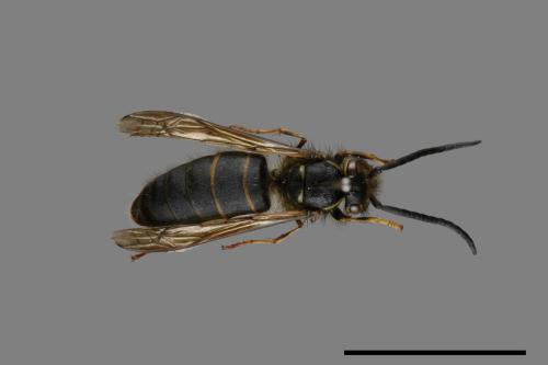 Vespula flaviceps[細黃胡蜂][00072913]