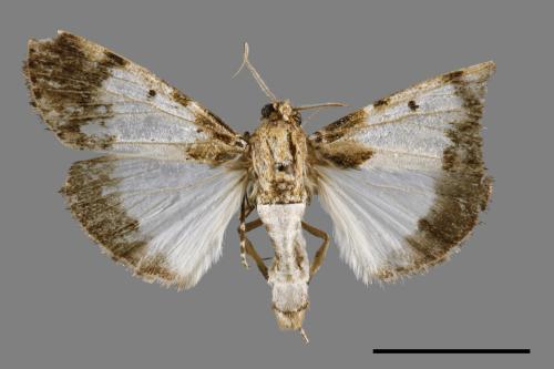 Teliphasa albifusa[00064484]