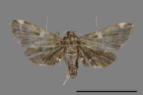 <已分類>Family：Crambidae[草螟科][00099649]