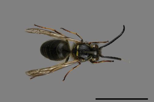 Vespula flaviceps[細黃胡蜂][00072888]