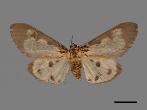 Asota plana lacteata[長斑擬燈蛾][00045581]