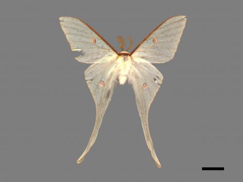 Actias neidhoederi[姬長尾水青蛾][00016384]