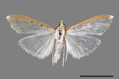 <已分類>Family：Crambidae[草螟科][00066687]