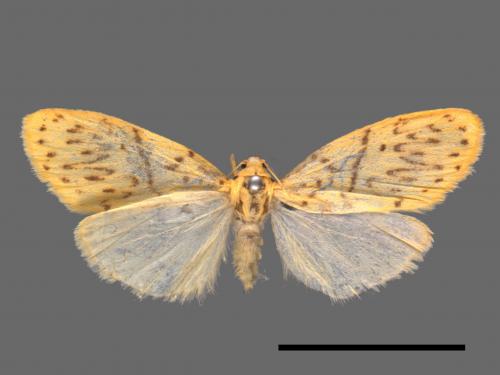 Asura alikangiae[關山豔苔蛾][00022739]