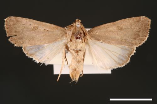 Spodoptera pecten[梳灰翅夜蛾][00002900]