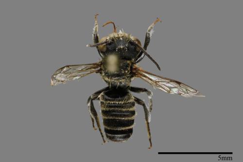 Megachile tranquilla[薔薇切葉蜂][00100894]