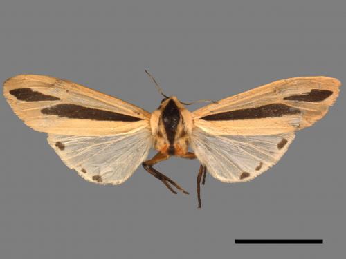 Creatonotos gangis[黑條灰燈蛾][00050312]