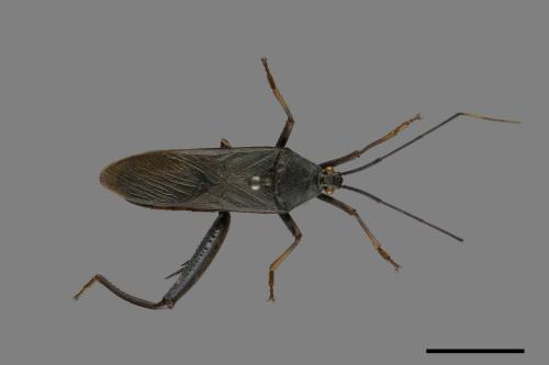 Notobitus meleagris[黑竹緣蝽][00075323]