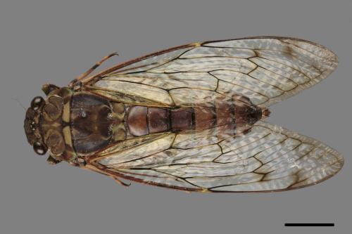 Pomponia linearis[台灣騷蟬][00043462]