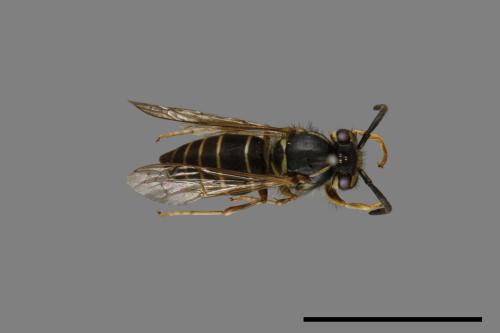 Vespula flaviceps[細黃胡蜂][00073304]