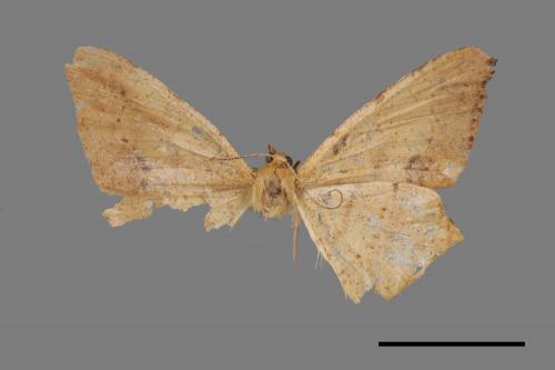 Zanclopera calidata[黃褐尖尾尺蛾][00089891]