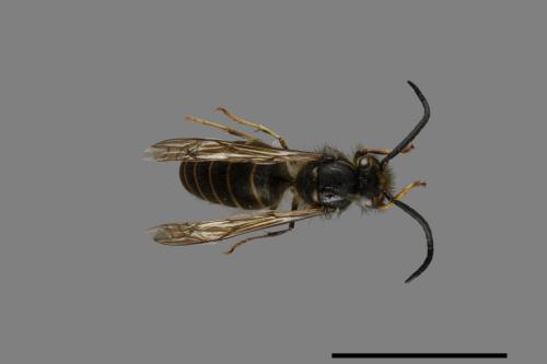 Vespula flaviceps[細黃胡蜂][00073411]