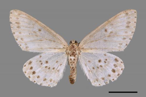 Percnia suffusa[煙胡麻斑星尺蛾][00051616]