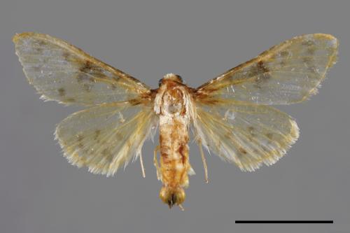 <已分類>Family：Crambidae[草螟科][00056689]