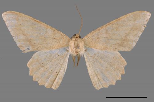 Luxiaria mitorrhaphes[雙斑鈎尺蛾][00069049]