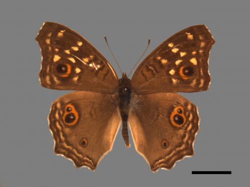 Junonia lemonias aenaria[眼紋擬蛺蝶][00013253]