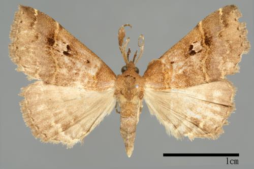 Bertula hadenalis persimilis[00010233]
