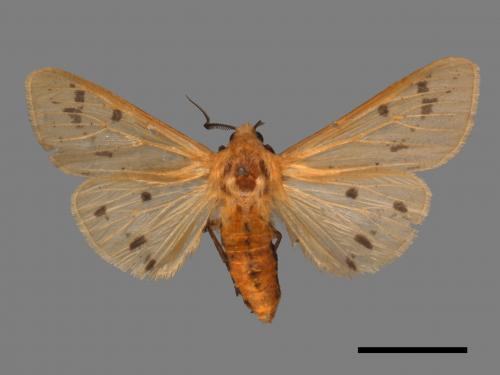 Spilarctia subtestacea[黃腹污燈蛾][00058850]