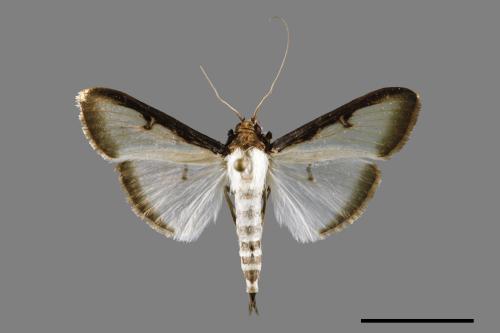 Sisyrophora pfeifferae[00033255]