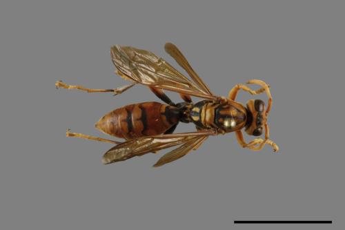 Polistes jokahamae[果馬蜂][00100101]