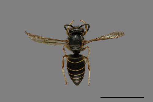 Vespula flaviceps[細黃胡蜂][00073343]