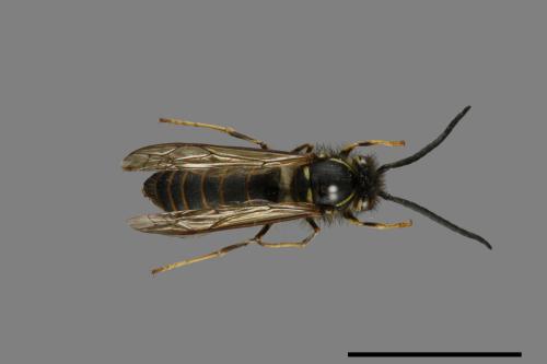Vespula flaviceps[細黃胡蜂][00073420]