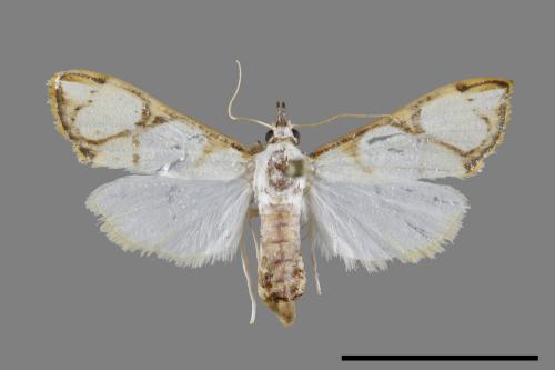 <已分類>Family：Crambidae[草螟科][00100652]