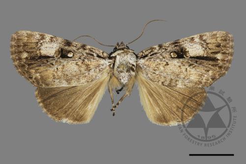 Anacronicta horishana[00148317]