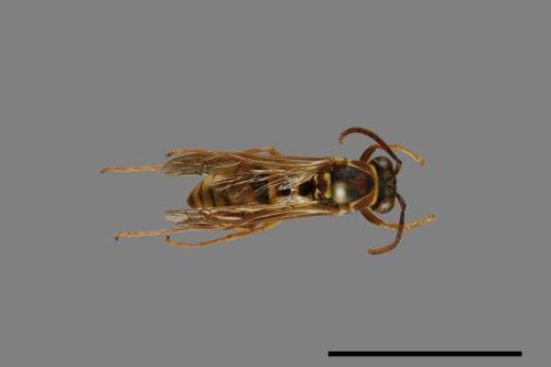 Polistes shirakii[shirakii][00072788]