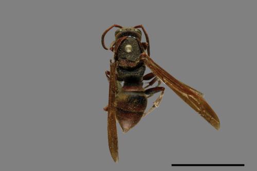 Polistes huisunensis[00073545]