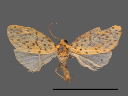Asura alikangiae[關山豔苔蛾][00044177]