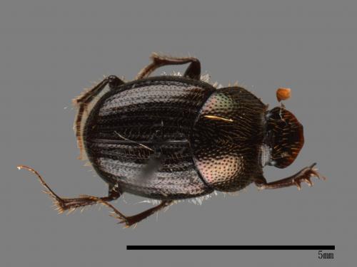 Onthophagus hsui[00049642]