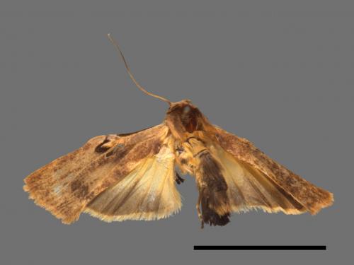 Teulisna tumida[膨圖苔蛾][00054572]