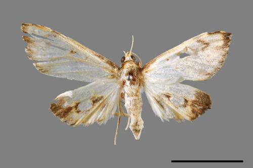 <已分類>Family：Crambidae[草螟科][00066681]