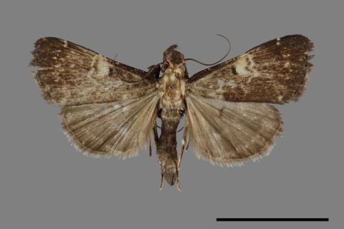 <已分類>Family：Noctuidae[夜蛾科][00092733]
