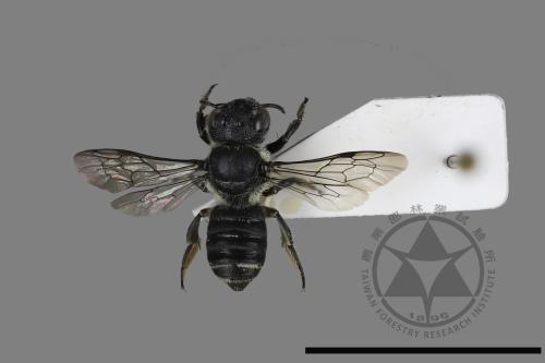 <已分類>Genus：Megachile[切葉蜂屬][00197135]