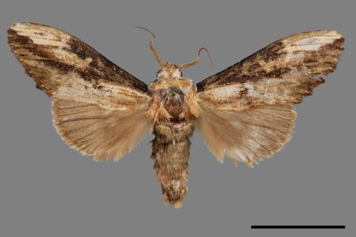 Hexafrenum maculifer maculifer[斑白頸異齒舟蛾][00055282]