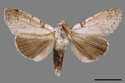 Calliteara postfusca[波茸毒蛾][00045986]