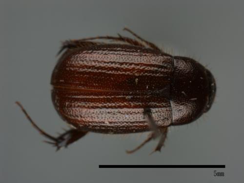 <已分類>Family：Scarabaeidae[金龜子科][00084174]