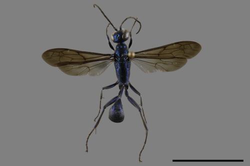 <已分類>Family：Sphecidae[細腰蜂科][00119408]