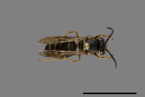 Vespula flaviceps[細黃胡蜂][00073205]