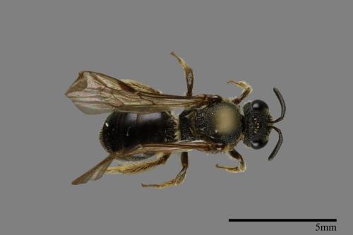 <已分類>Family：Halictidae[隧蜂科][00072394]