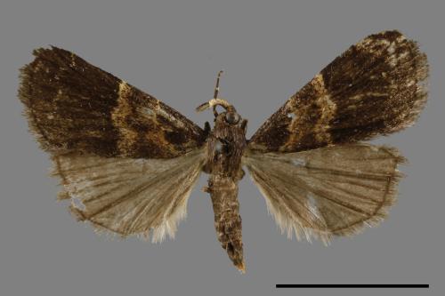 <已分類>Family：Noctuidae[夜蛾科][00011097]