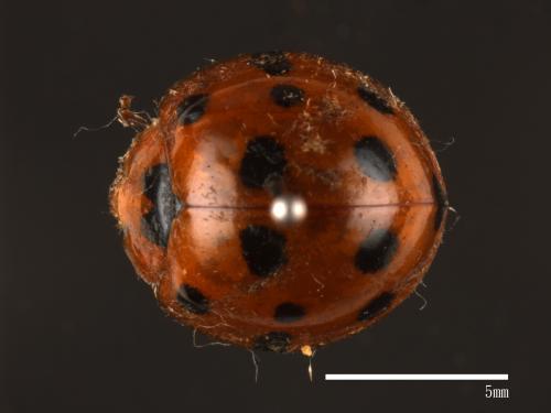Harmonia dimidiata[小十三星瓢蟲][00084934]