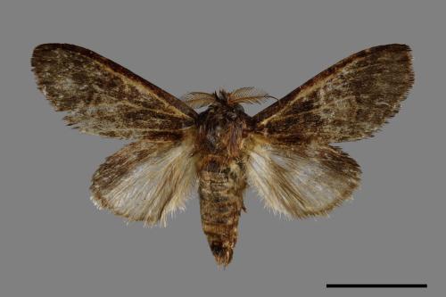 Vaneeckeia pallidifascia centrobrunnea[褐丸舟蛾][00042708]